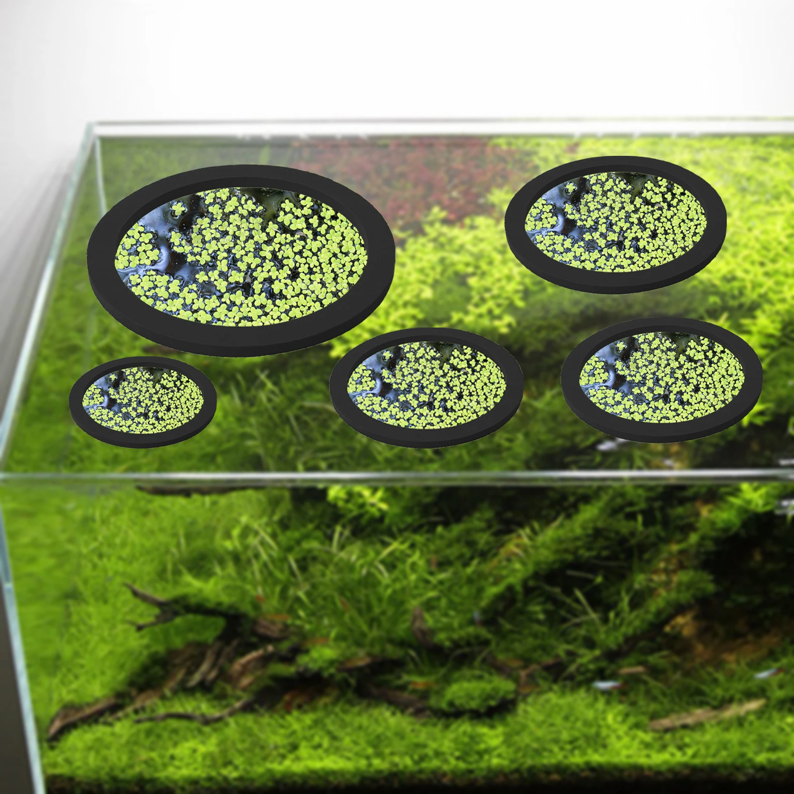 5Pcs EVA Fish Feeding Ring Aqu - đánh giá và giá Aquarium Fish Bowl