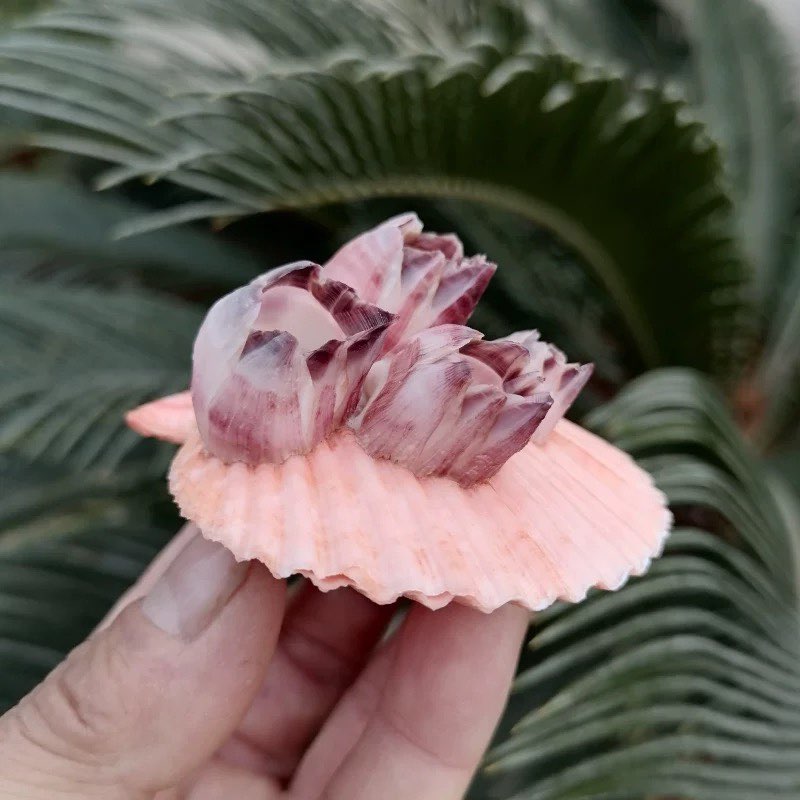 Natural Conch Shell Purple Bar - đánh giá và giá Aquarium Fish Parasites