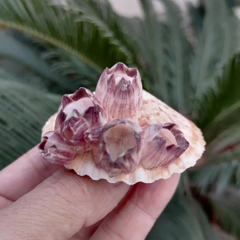 Natural Conch Shell Purple Bar - đánh giá và giá Aquarium Fish Parasites