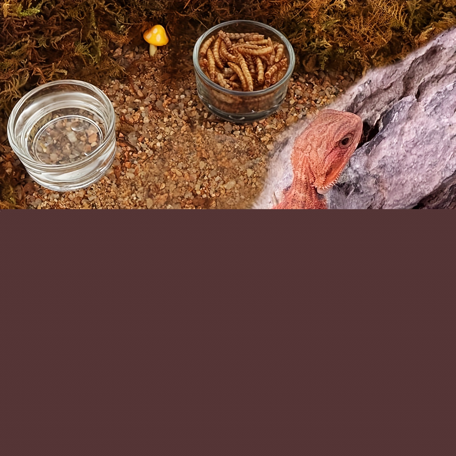 Glass Aquarium Mini Size Shrim - đánh giá và giá Aquarium Fish Feeder