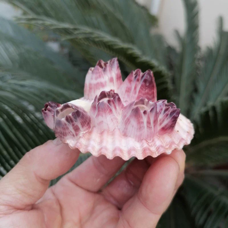 Natural Conch Shell Purple Bar - đánh giá và giá Aquarium Fish Parasites