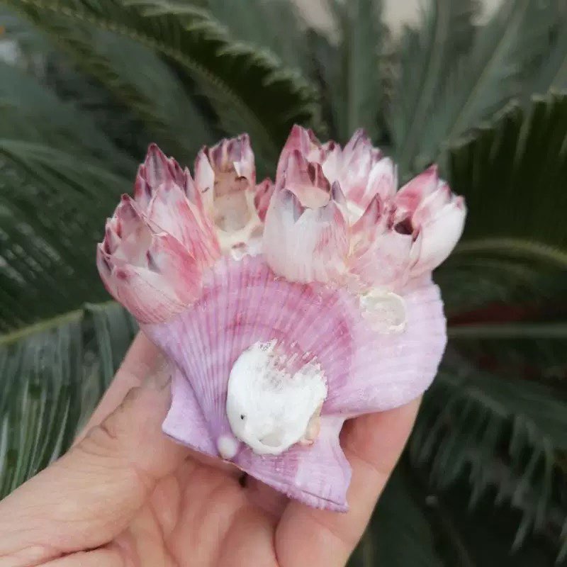 Natural Conch Shell Purple Bar - đánh giá và giá Aquarium Fish Parasites