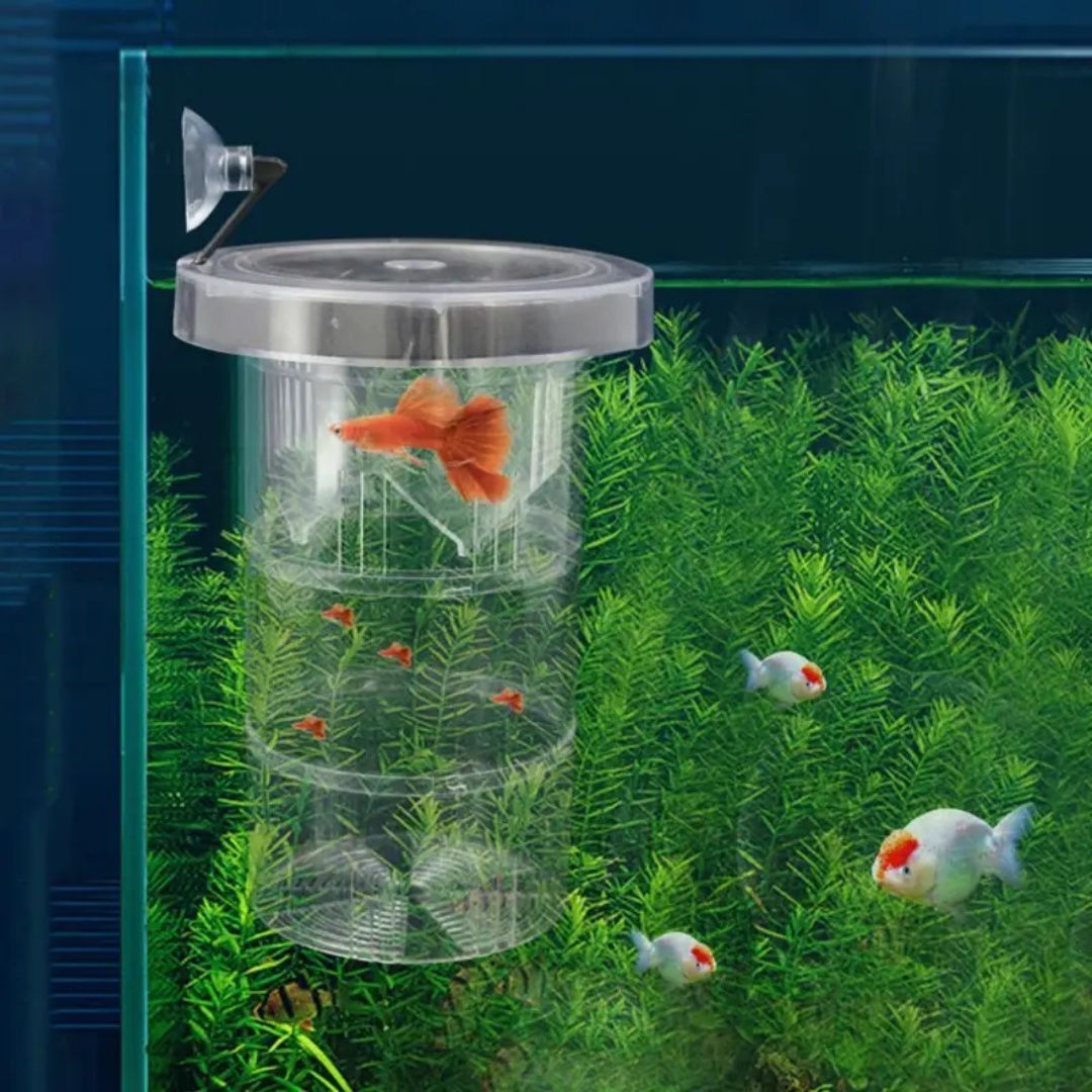 Acrylic Floating Fish Breeding - đánh giá và giá Aquarium Fish Feeder